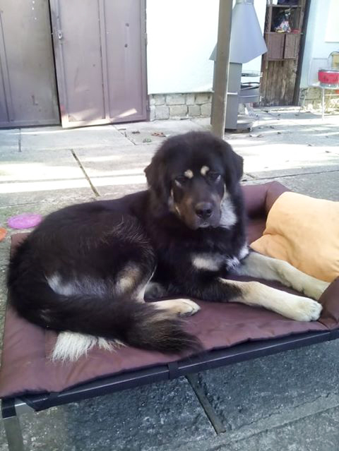 tibetska d